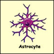 astrocyte